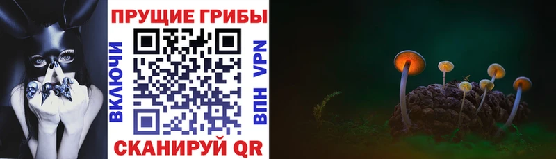 Галлюциногенные грибы Psilocybine cubensis  Красково 